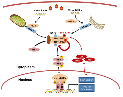 NEWS-Cell Host & Microbe-xpl20170614.jpg NEWS-Cell Host & Microbe-xpl20170614.jpg